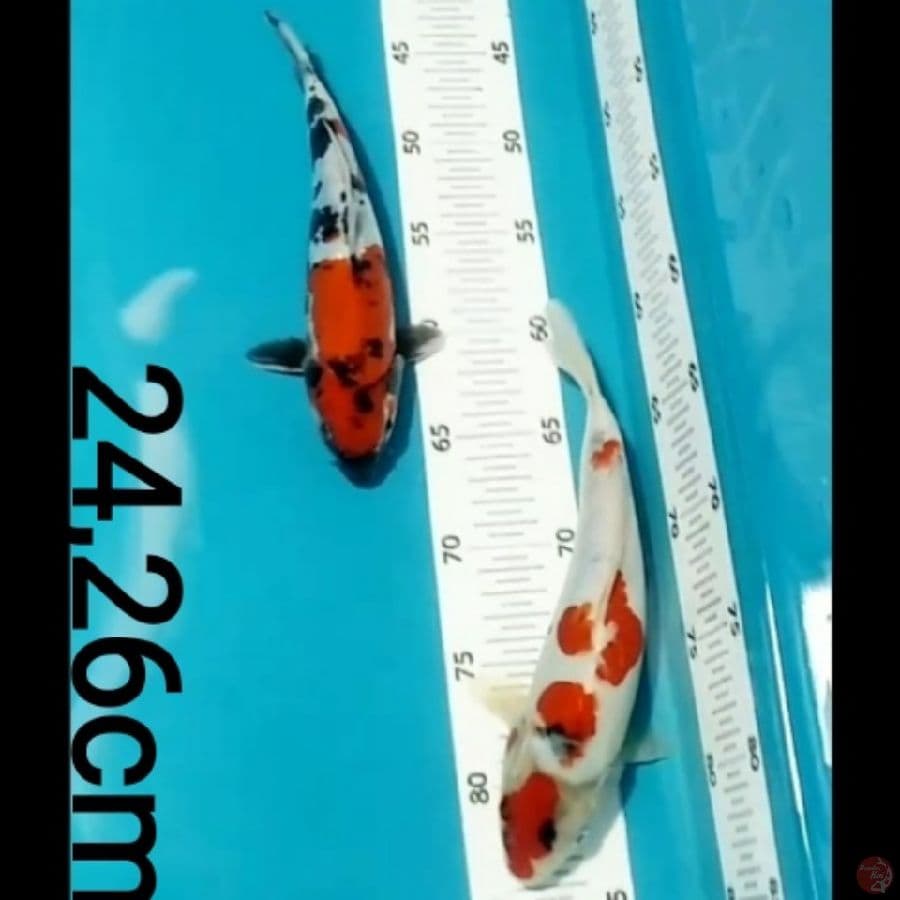 Showa doitsu, 24,26cm