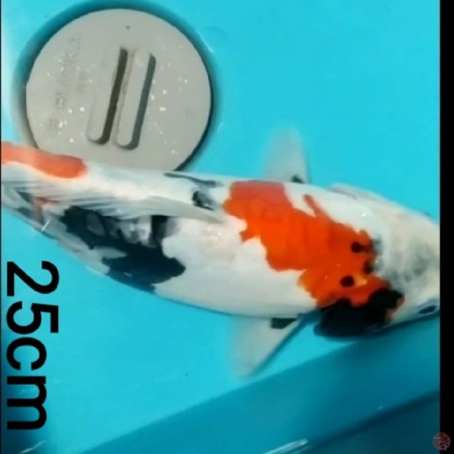 Showa doitsu motogoro imbang, 25cm