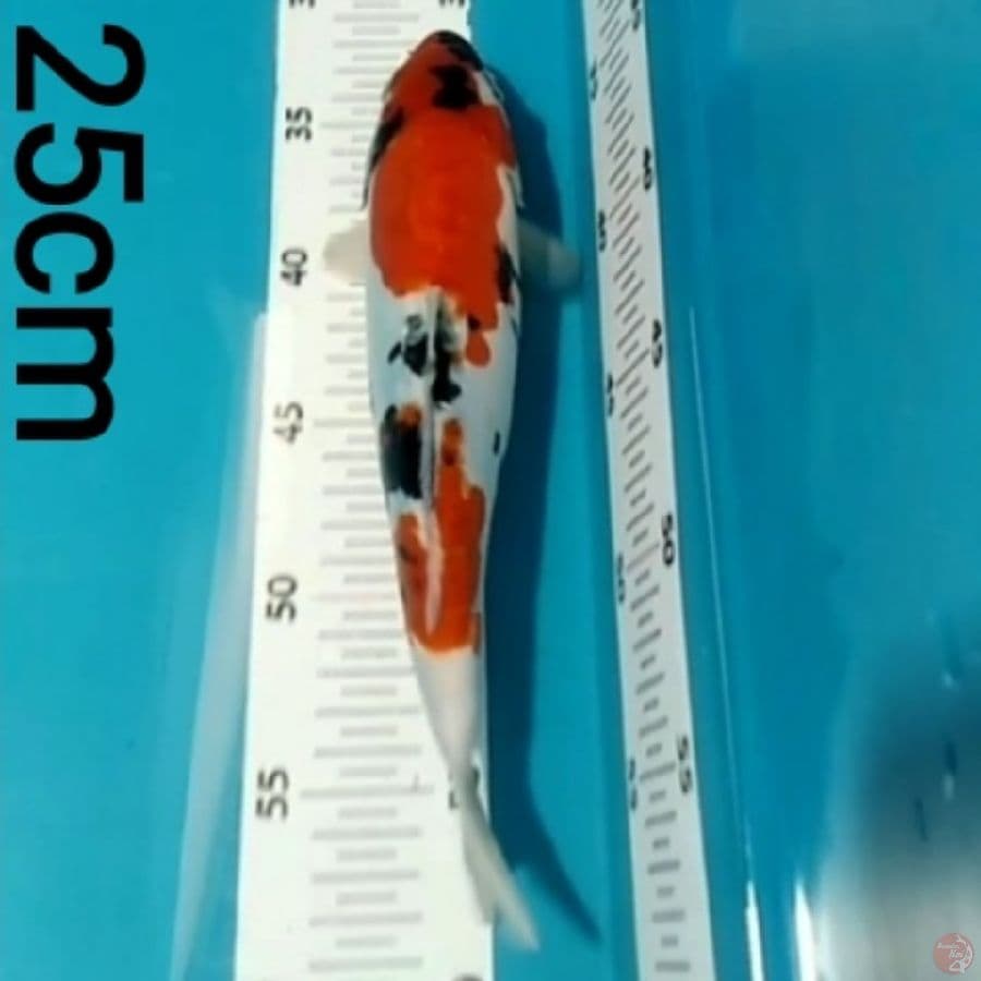 Showa doitsu, 25cm