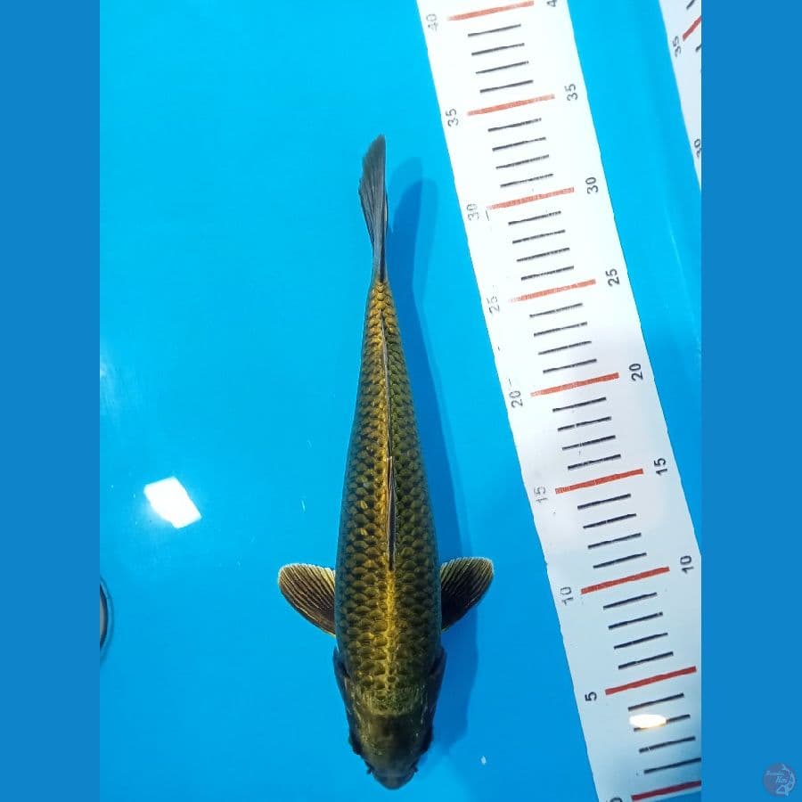 Nezu ogon 30 cm