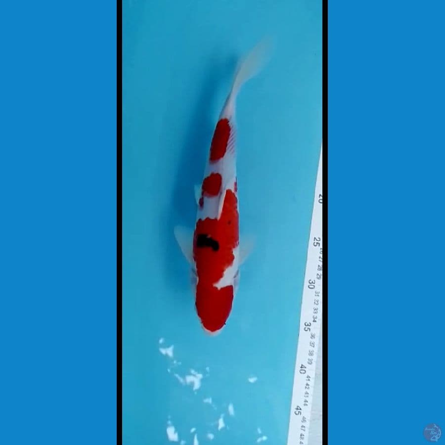 sanke ori 30cm