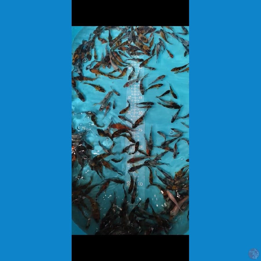 Showa Bibit 4-9cm 200ekor