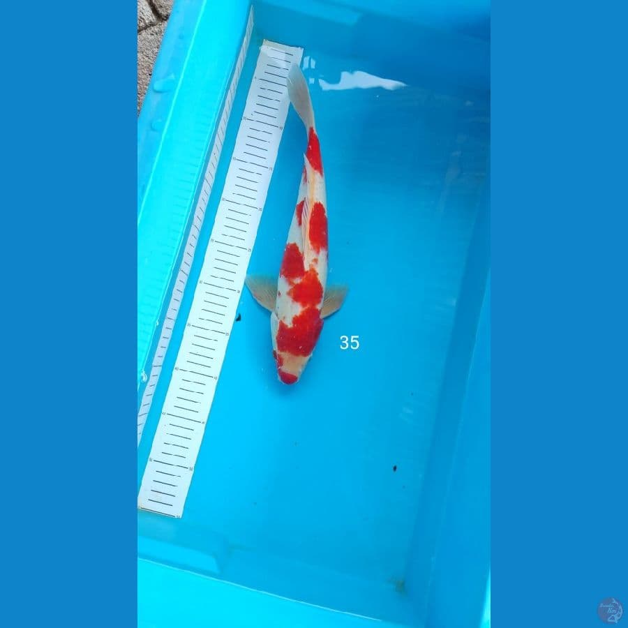 kohaku 35 cm