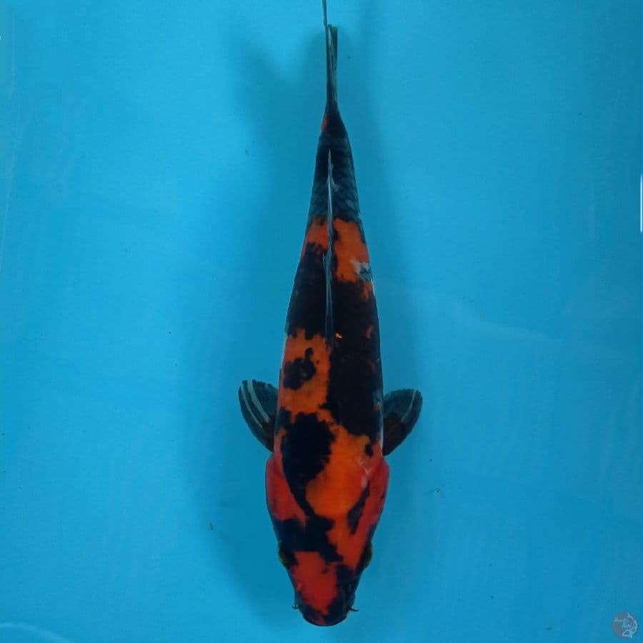 hi showa, 25 cm