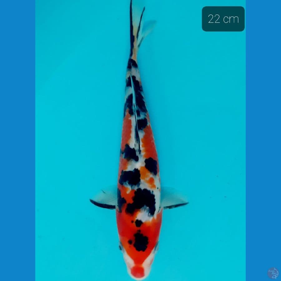 sanke 22 cm