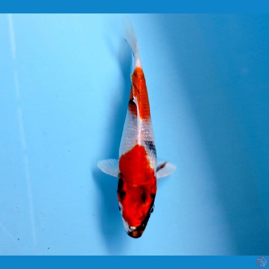showa hikari 15cm