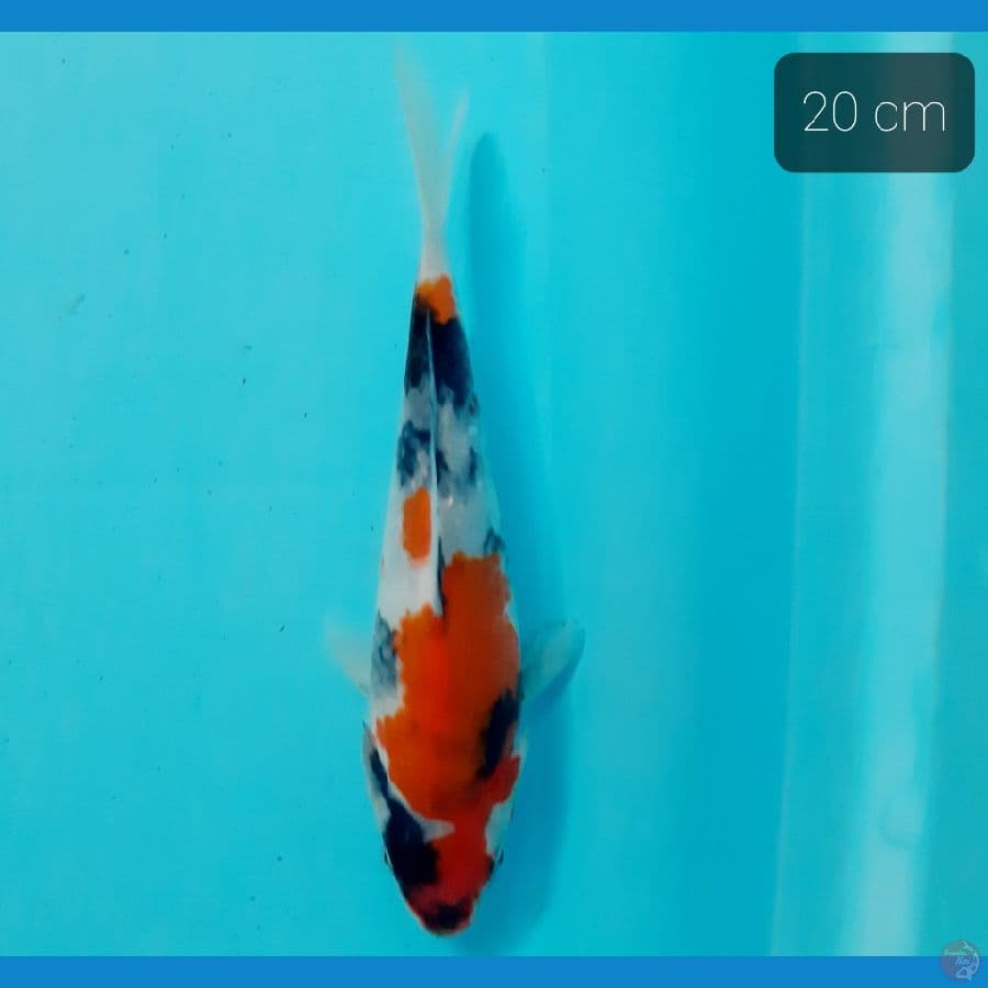 showa 20 cm