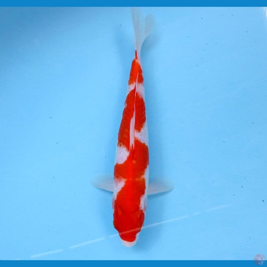 kohaku 22cm