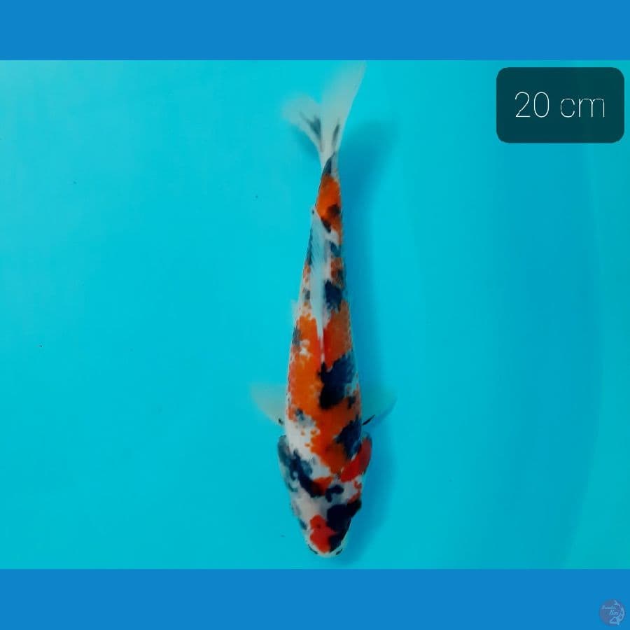 showa 20 cm