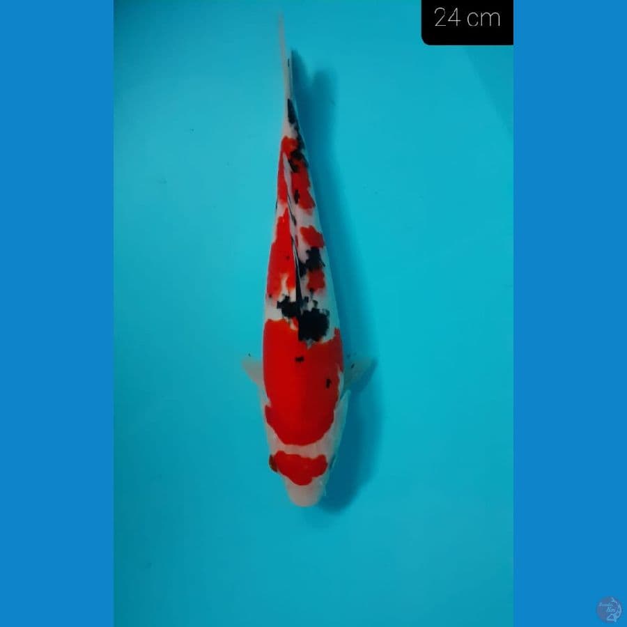 maruten sanke 24 cm