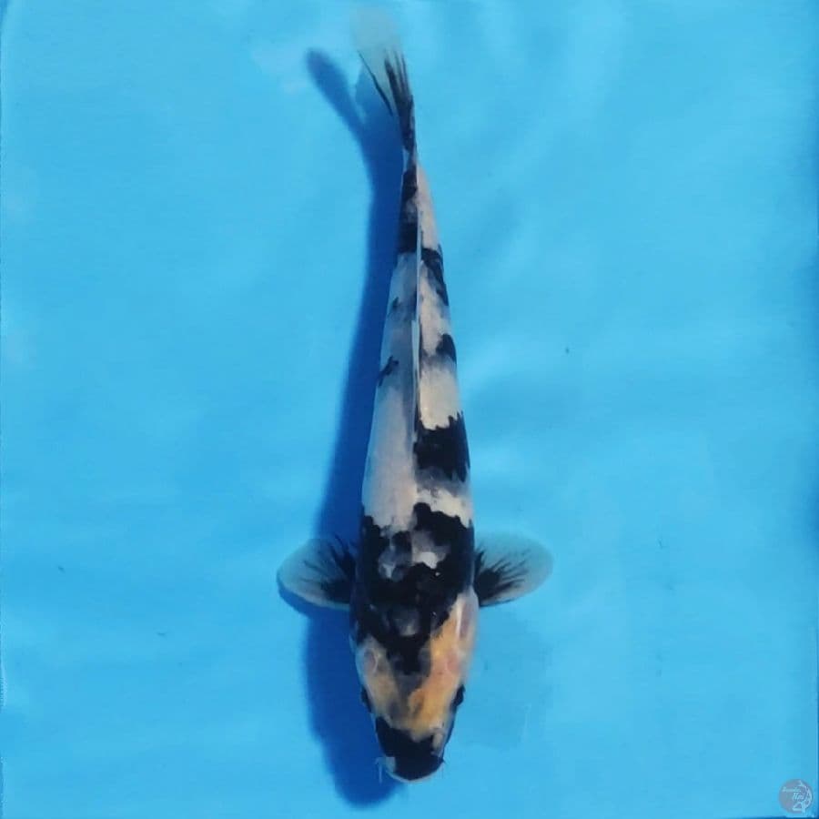 shiro utsuri