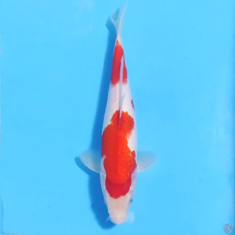 kohaku putih salju