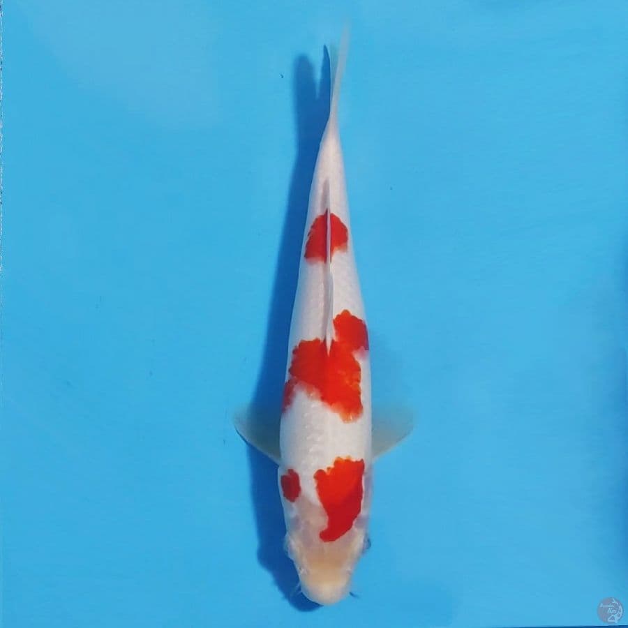 kohaku 3 step