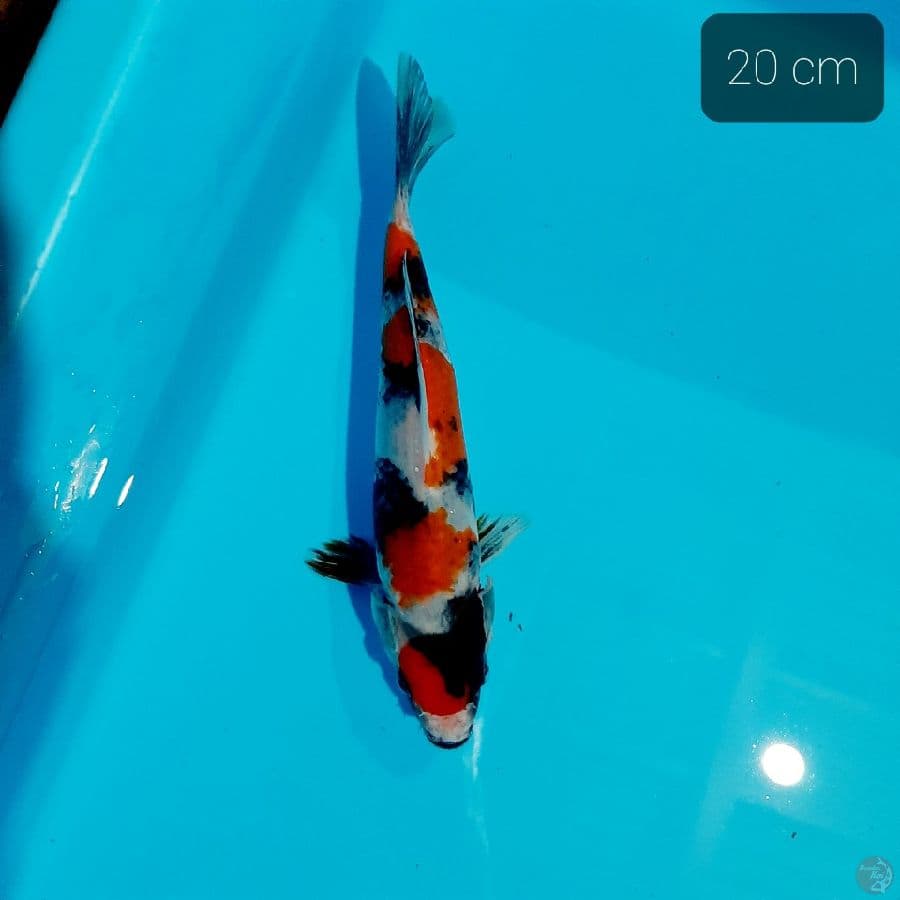 showa 23 cm