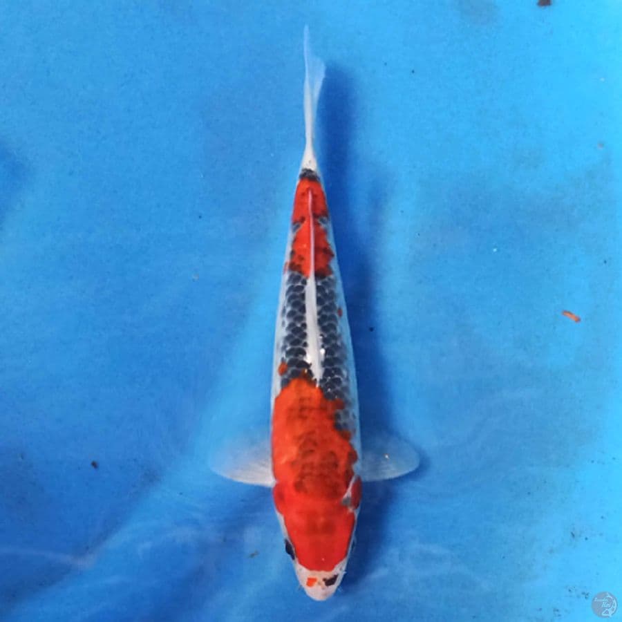 GOSHIKI 21 cm