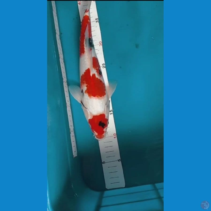 showa 33cm