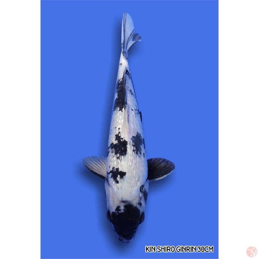 KIN SHIRO GINRIN 30CM