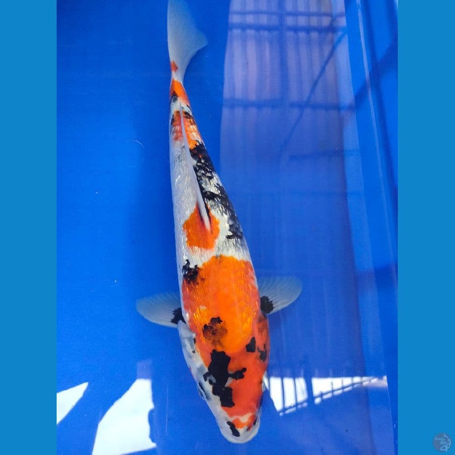 Showa full ginrin 37 cm