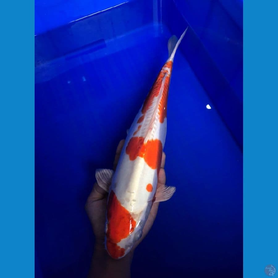 KIKUSHUI DOITSU 40CM