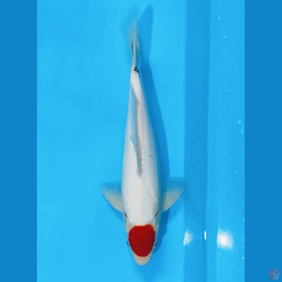 tancho 32cm/male