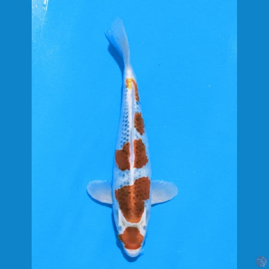 kujaku 32cm/f