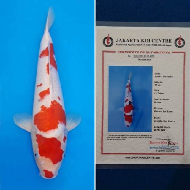 Sanke import sertifikat
