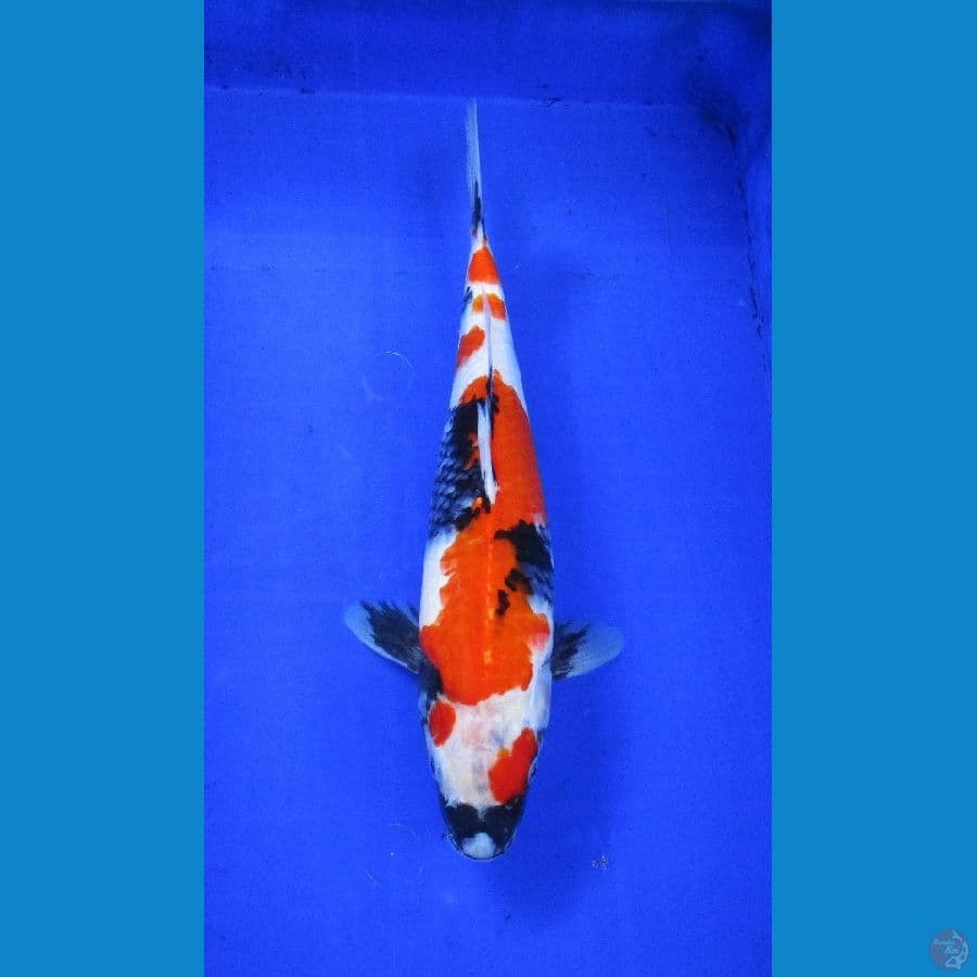 showa ±35cm