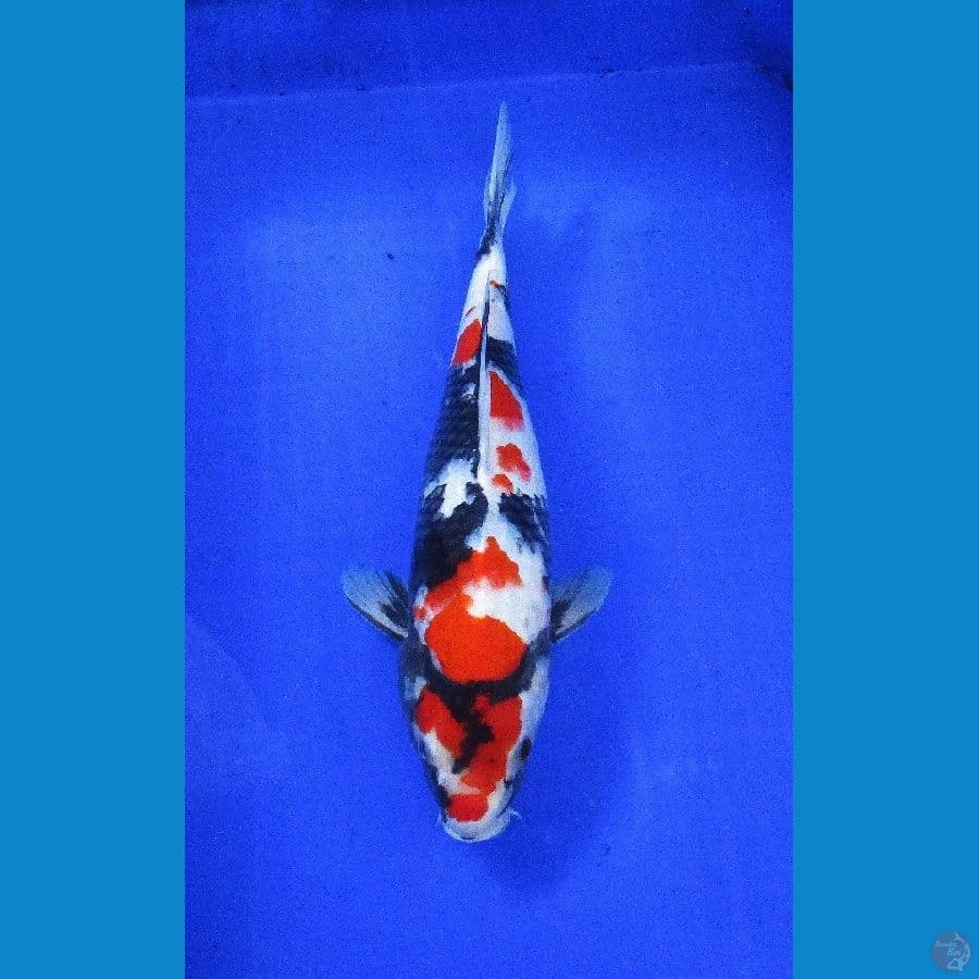 showa ±36cm