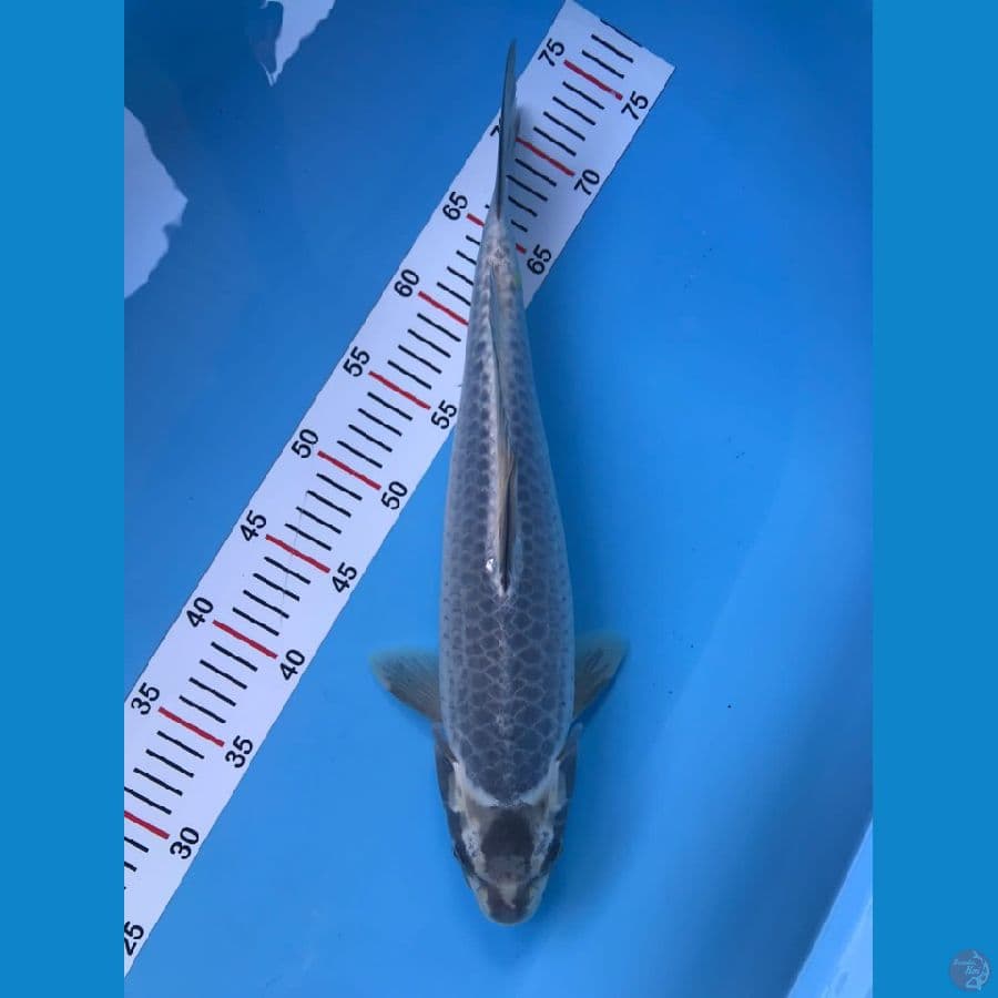 spesial Rare male 40cm