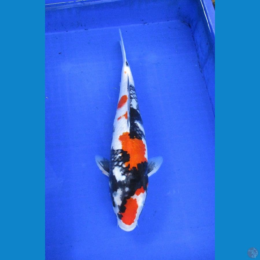 showa ±41cm