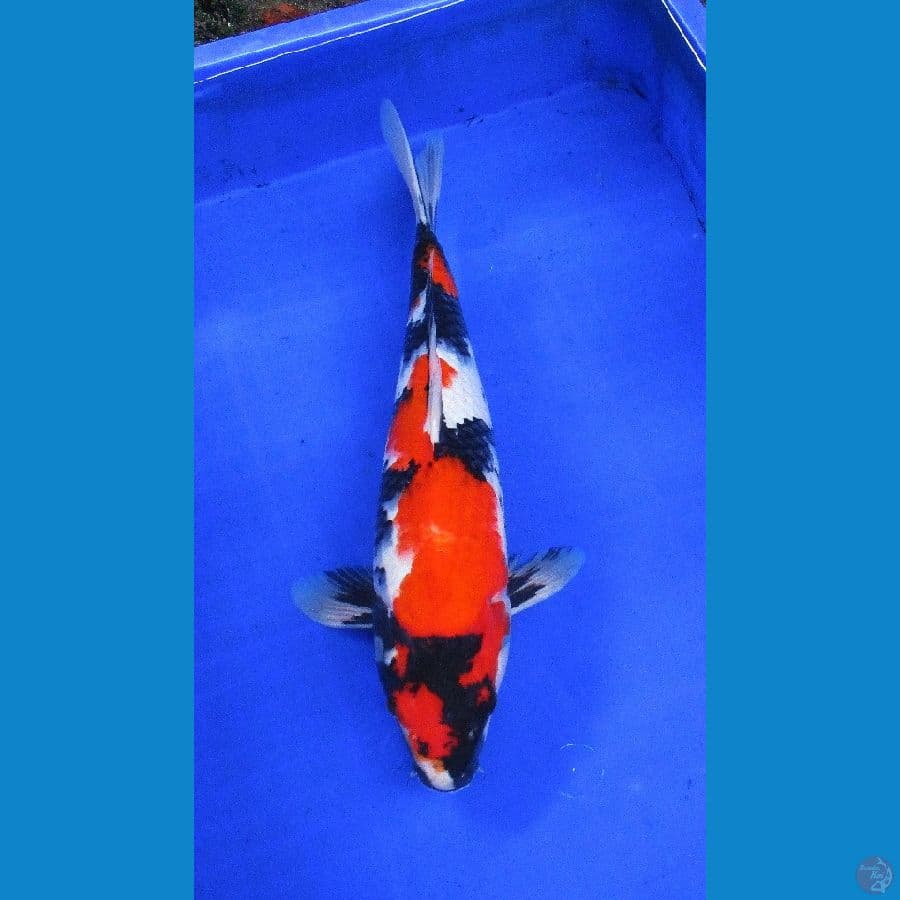 showa ±39cm