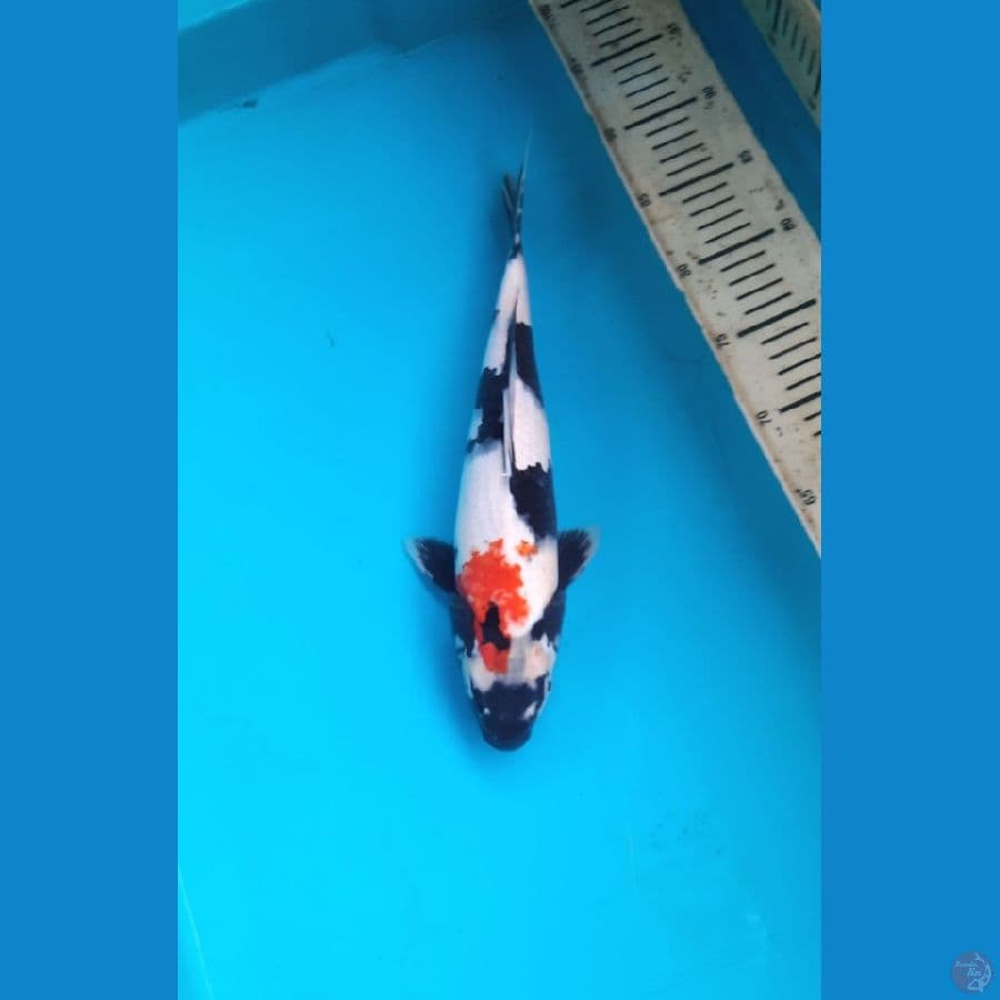 Showa 33cm Male