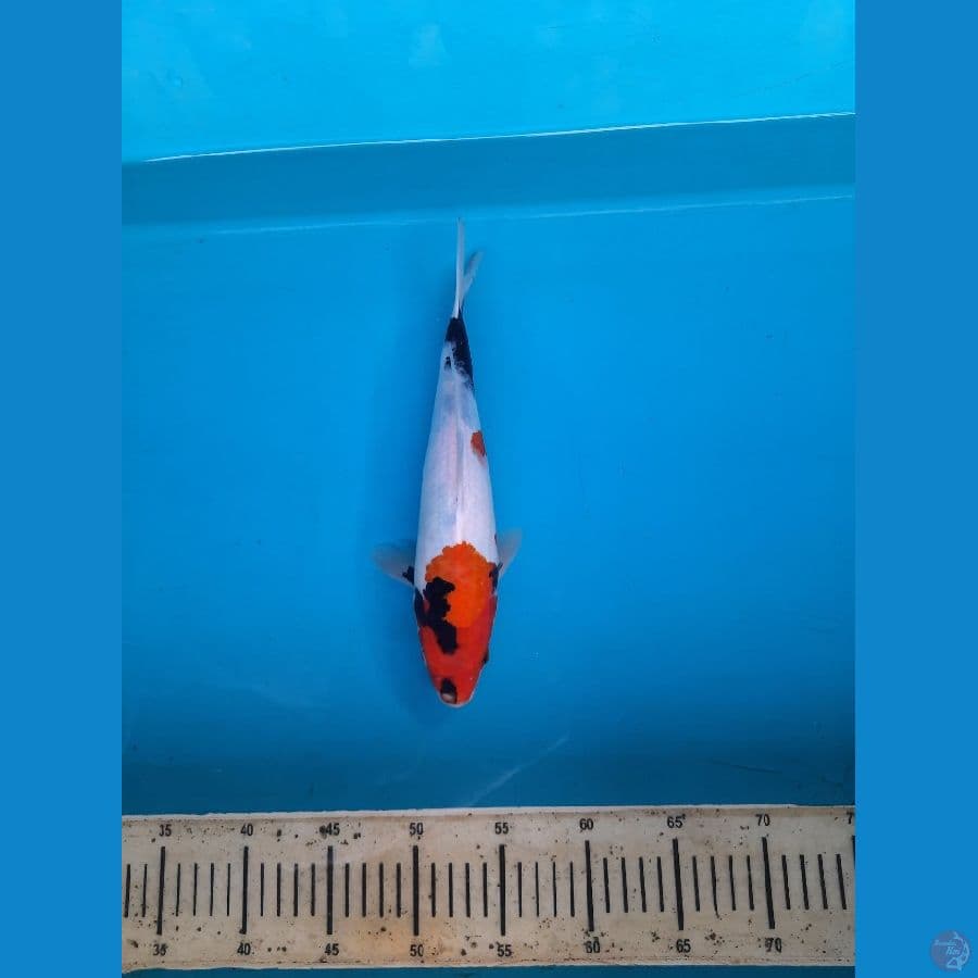 Showa 28cm Male