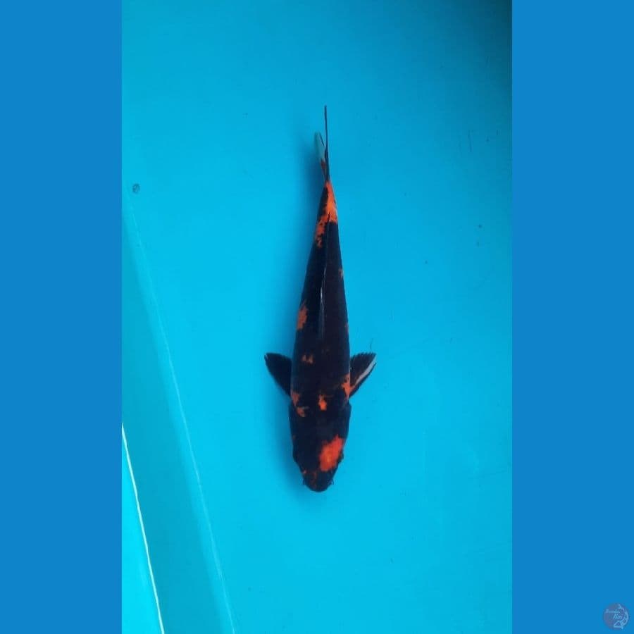 Hi showa 27cm Male