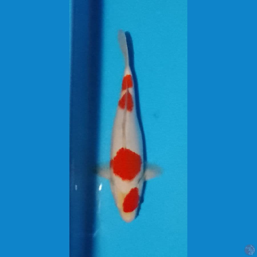 Yondan Lohaku Original 28cm (M)