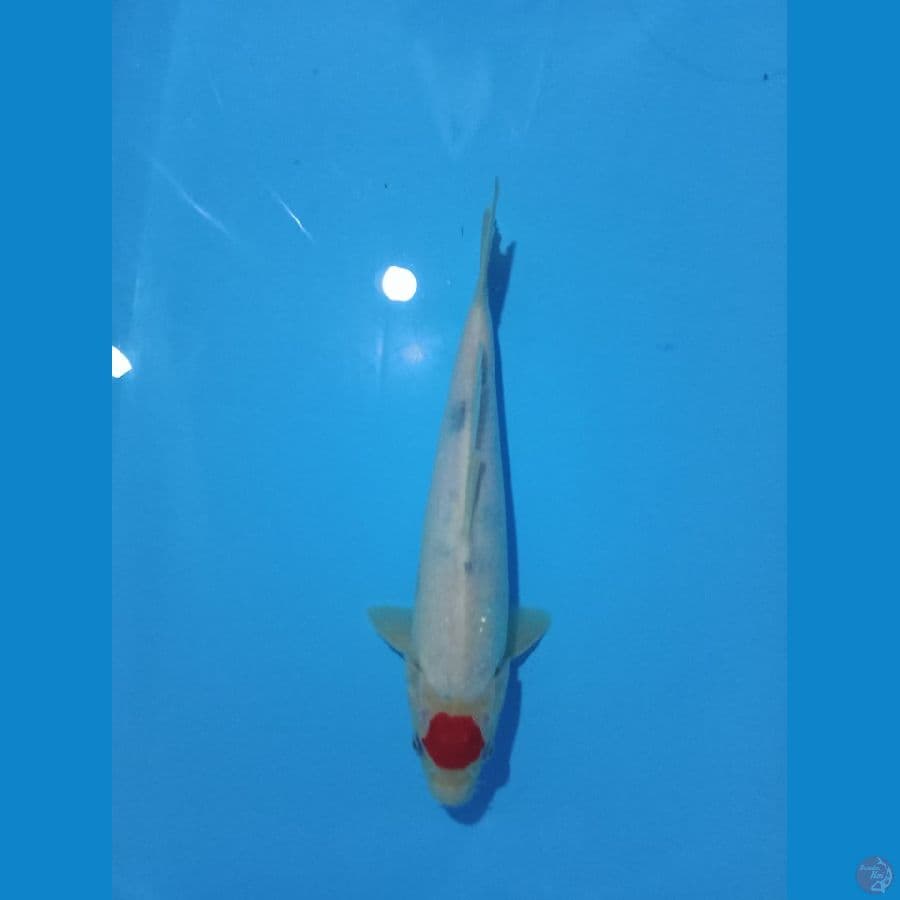 tancho showa tategoi ori 29 cm