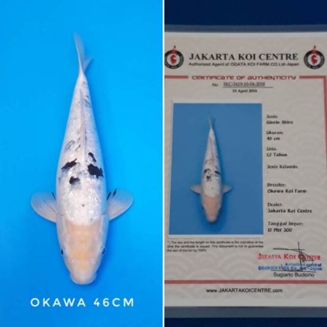 Shiro ginrin import sertifikat