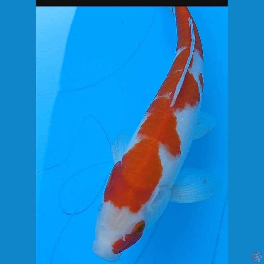 kohaku 30 cm
