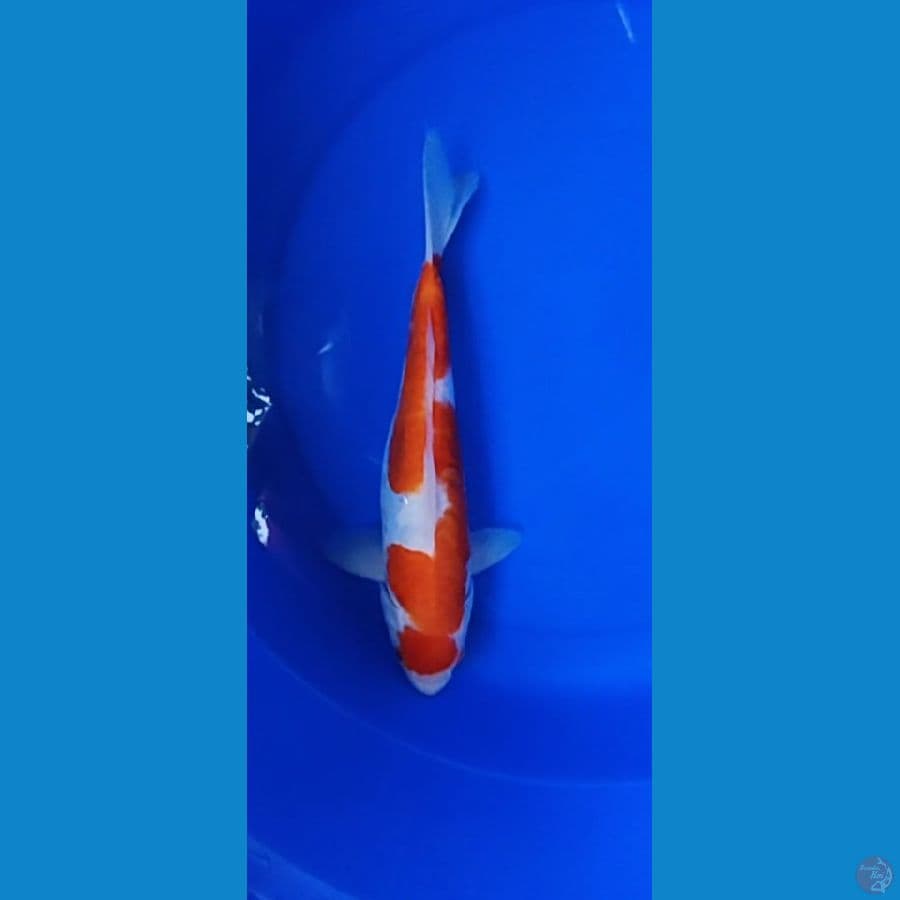 kohaku 30 cm