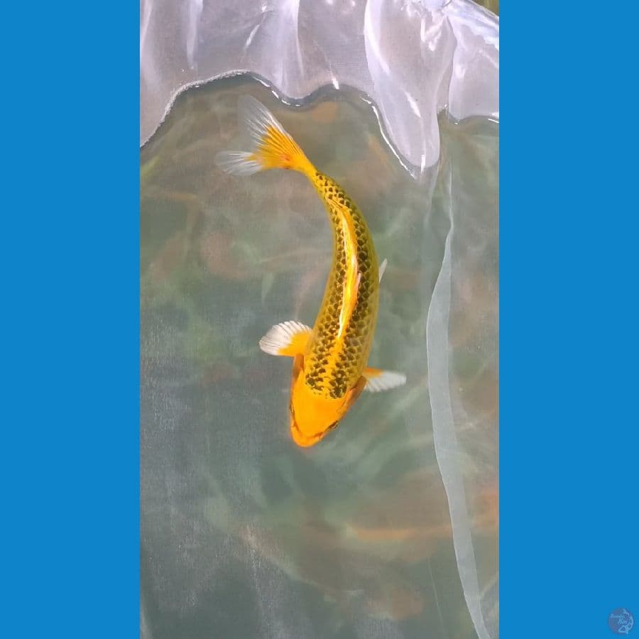 MATSUBA ~ 16CM
