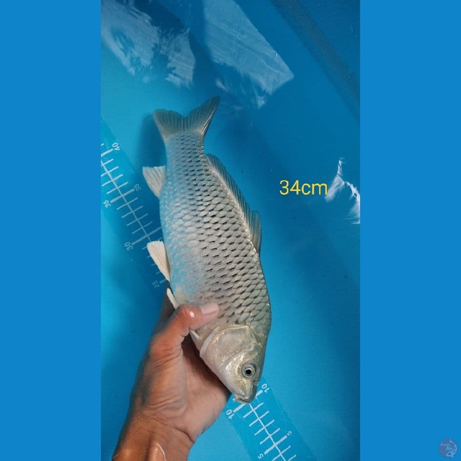soragoi 34cm