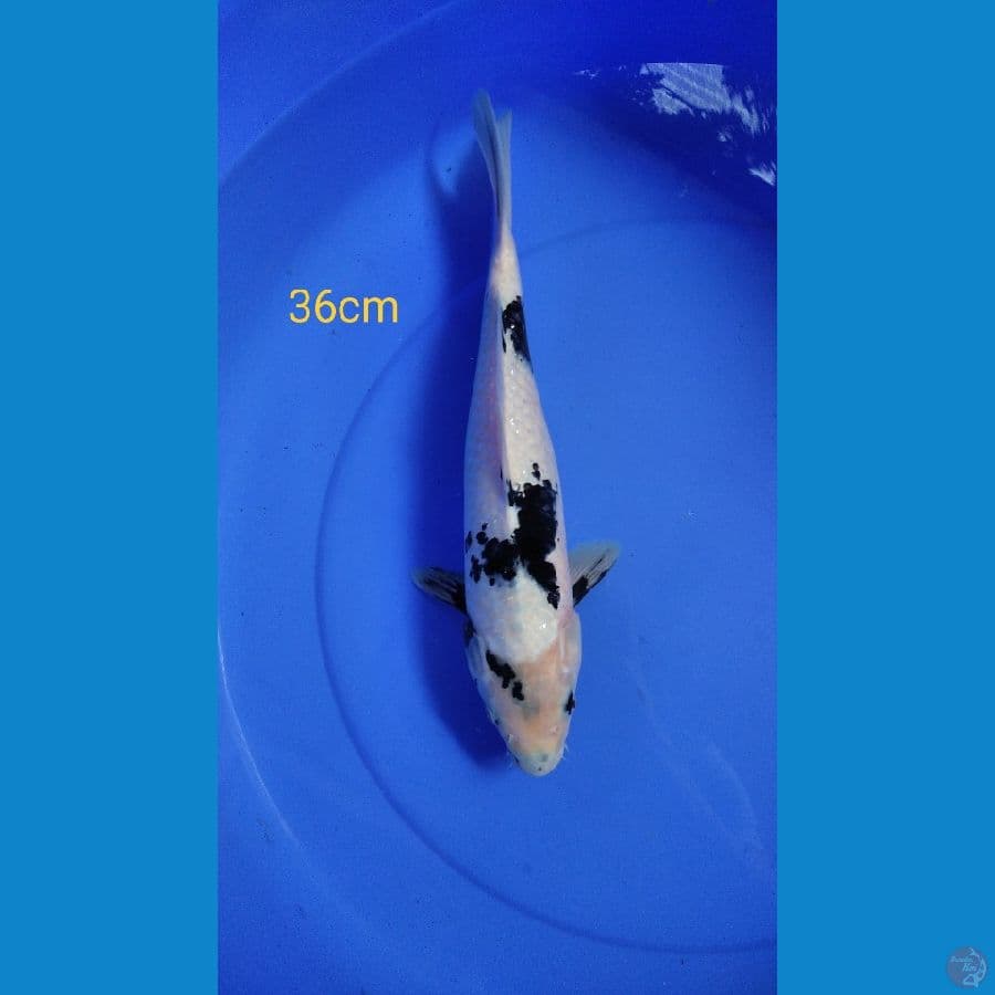 shiro 36cm female