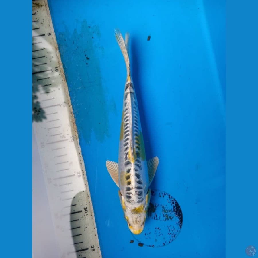 kiko 27cm