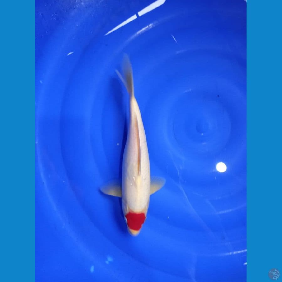 tancho kohaku