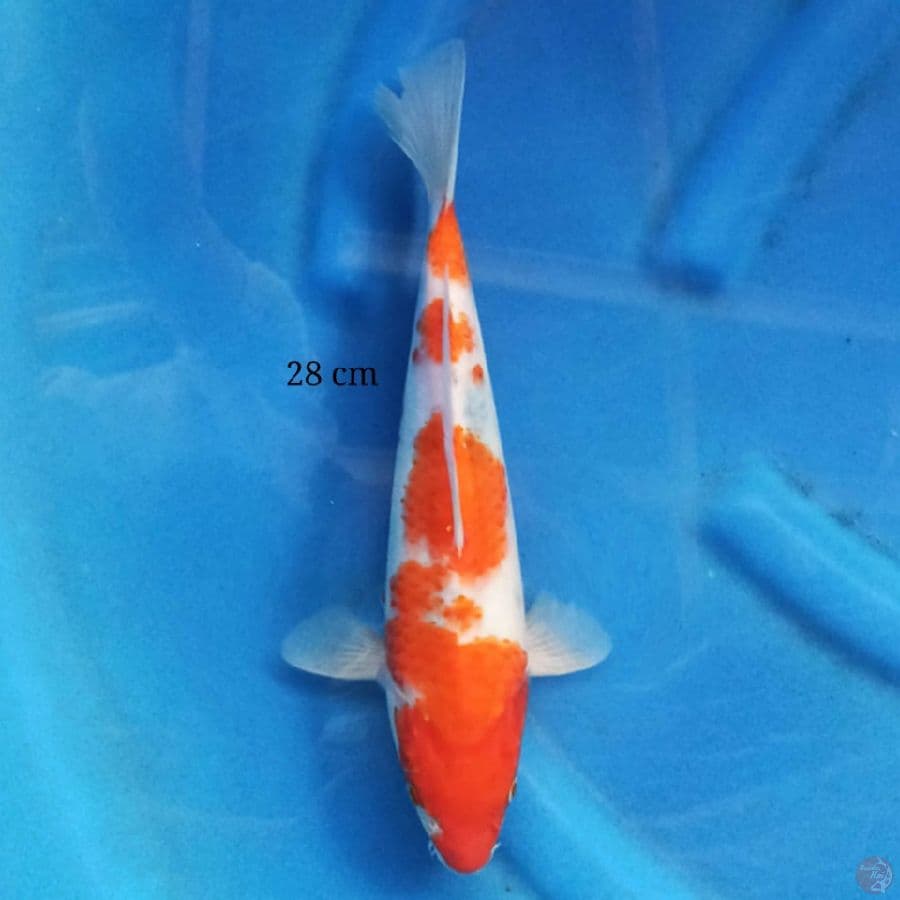 Tategoi Showa 28 cm