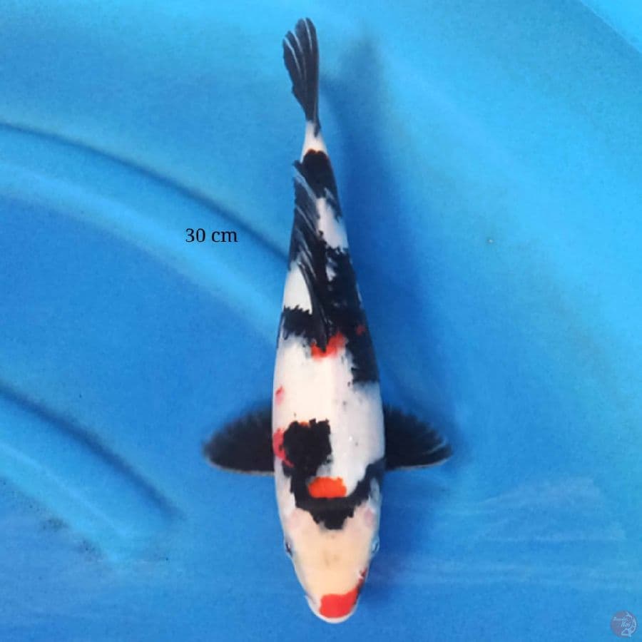 Showa 30 cm