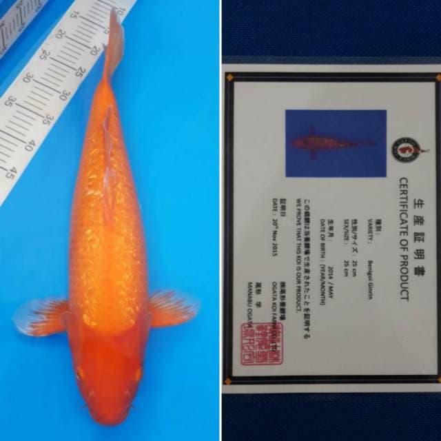 Benigoi import sertifikat