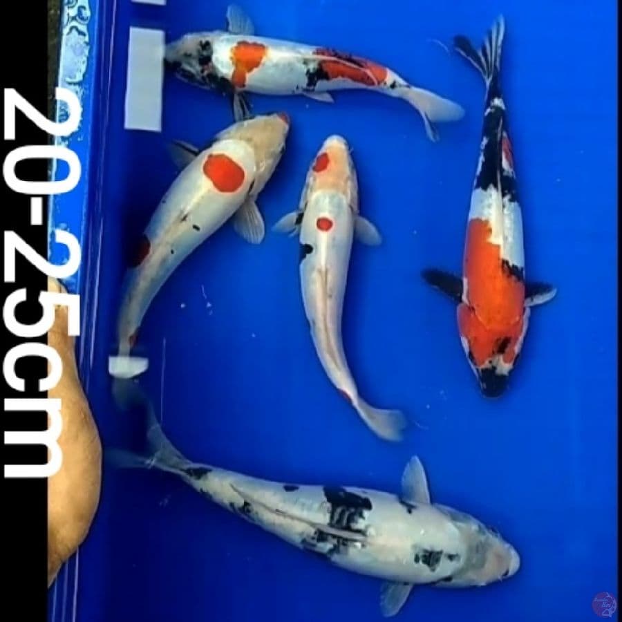 Showa shiro doitsu 20-25cm/5ekr