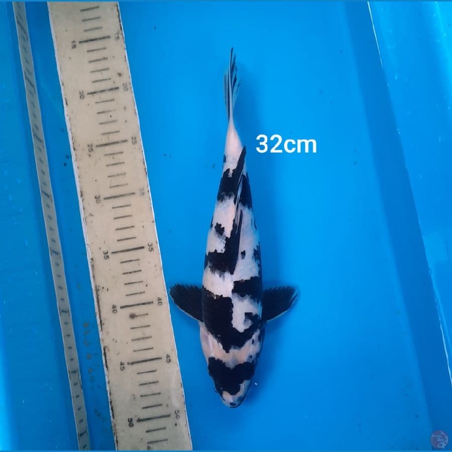 shiro 32cm