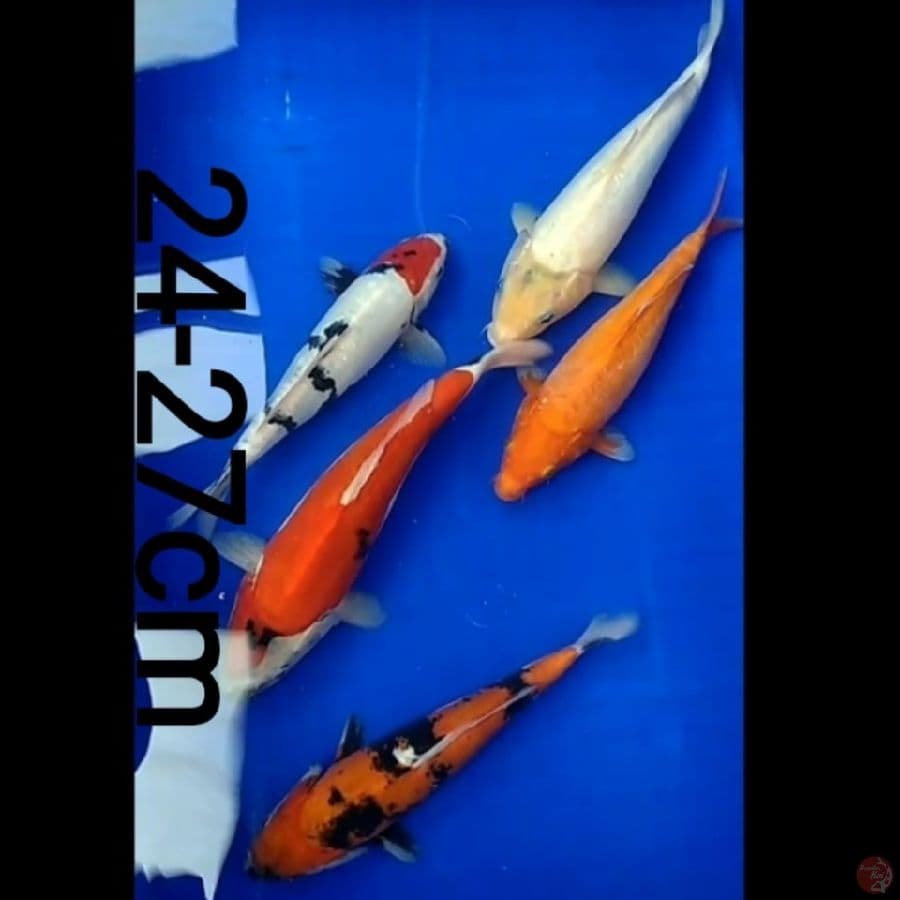 Showa shiro doitsu 24-27cm/5ekr